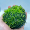 Mosslar